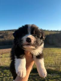 Border collie