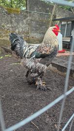 Gallo brahma