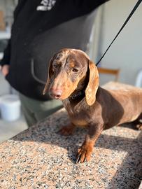 Bassotto Cioko Arlecchino per monte