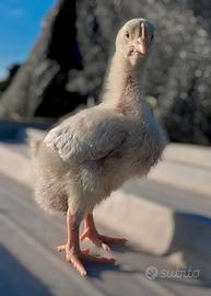 Pulcini di Gallina Campagnola
