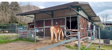 Box doppio per cavalli