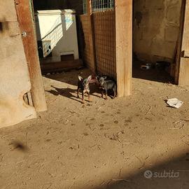 Pinscher nano cuccioli