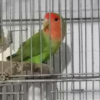 Inseparabile maschio