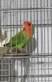 Inseparabile maschio