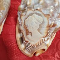 Conchiglie decorative circa 20 cm