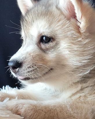 SIBERIAN HUSKY CUCCIOLATA CON PEDIGREE 