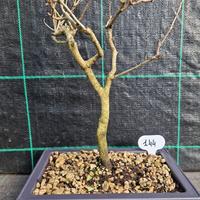 Bonsai di Farnia (Quercus Rubur) 144