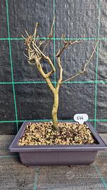 Bonsai di Farnia (Quercus Rubur) 144