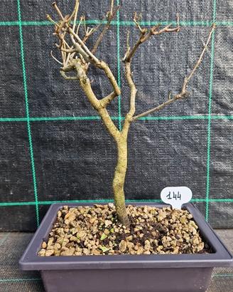 Bonsai di Farnia (Quercus Rubur) 144