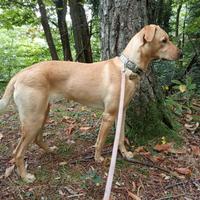 Cucciola simil potcake