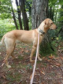 Cucciola simil potcake