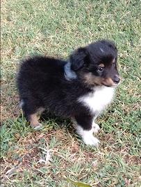Cucciolo di shetland