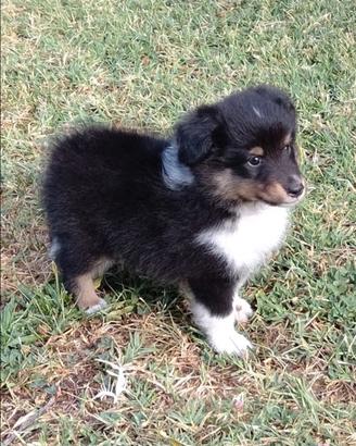 Cucciolo di shetland