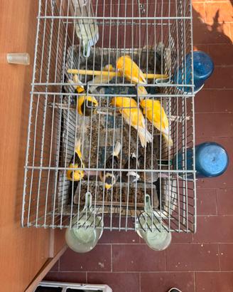 Canarini Singoli o in Blocco