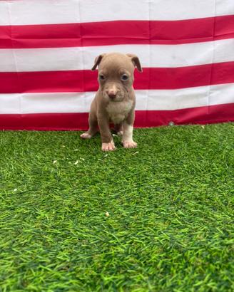 Cuccioli di pitbull