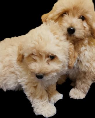 Maltipoo