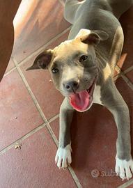 Cuccioli di pitbull blue Nose occhi azzurri