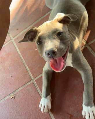Cuccioli di pitbull blue Nose occhi azzurri