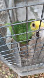 Animali