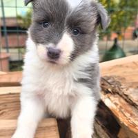 Border collie