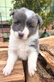 Border collie
