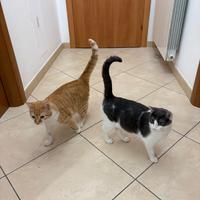 Adozione per questa coppia dolcissima