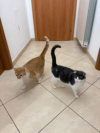 Adozione per questa coppia dolcissima