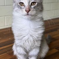 Gattina di razza, Angora Turco - Bella