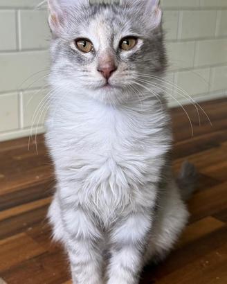 Gattina di razza, Angora Turco - Bella