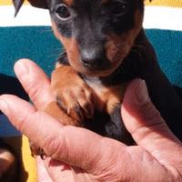 Pinscher piccola taglia