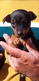 Pinscher piccola taglia