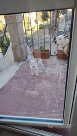 Amstaff cucciole