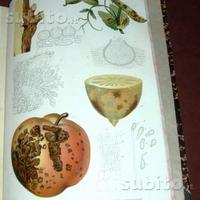Patologia vegetale - 1905 - illustrato