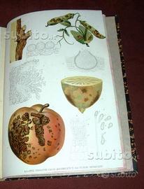 Patologia vegetale - 1905 - illustrato
