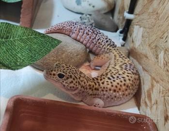 Geco leopardino