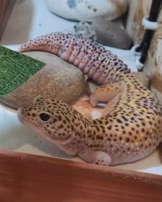 Geco leopardino