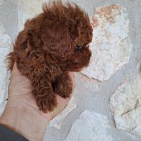 Barboncino mini toy red