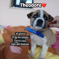 Cucciolo 45 giorni in adozione