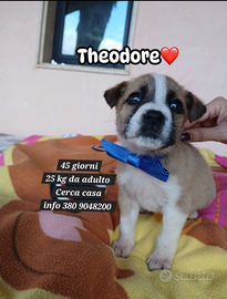 Cucciolo 45 giorni in adozione