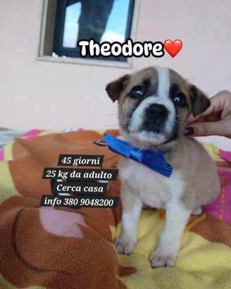 Cucciolo 45 giorni in adozione