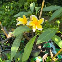 Frangipani, Plumeria, Pomelia 