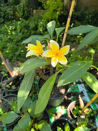 Frangipani, Plumeria, Pomelia 