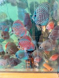 Discus