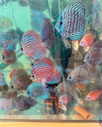 Discus