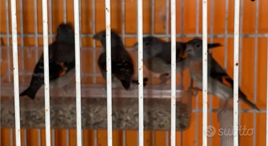 Cardinalini del venezuele