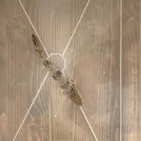 Polypterus endiicherii