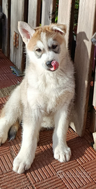 Cuccioli Disponibili