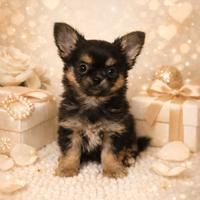Chihuahua cucciolo Dolcetto