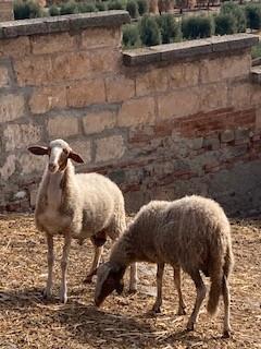 Arieti di razza Comisana 2025