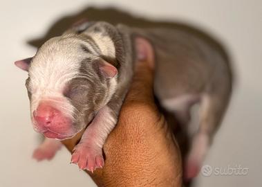 Pitbull